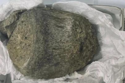 Çekmecede unutulan fosil Antarktikanın ilk dinazoru çıktı
