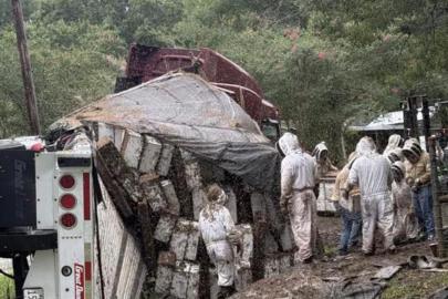Texas'ta arı yüklü TIR devrildi: Milyonlarca bal arısı çevreye yayıldı